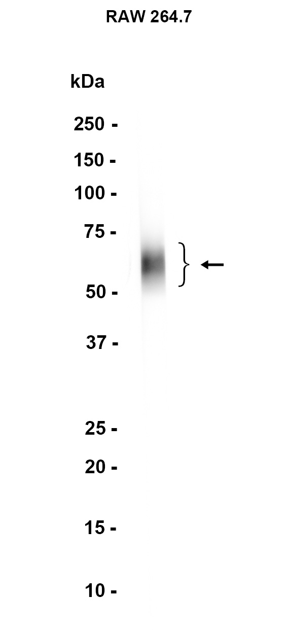 CD80 (YD16488) Rabbit mAb