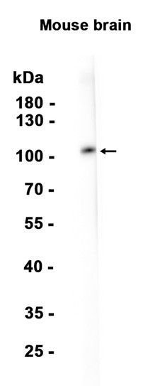 AYD15193