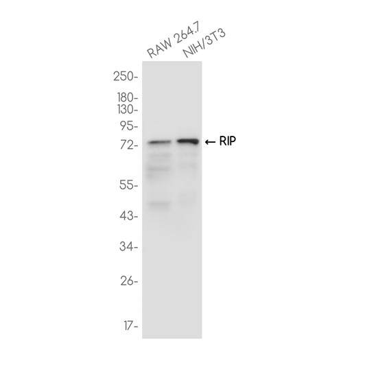 RIP (YD16113) Rabbit mAb