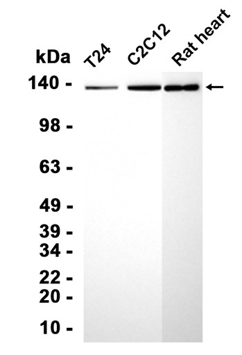 AYD15403