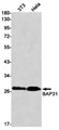 AYD14840