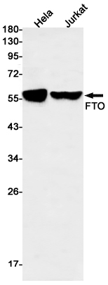 AYD12922