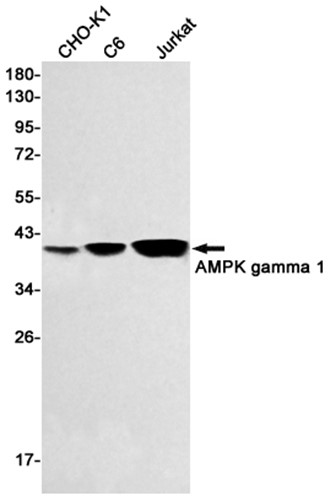 AYD14570