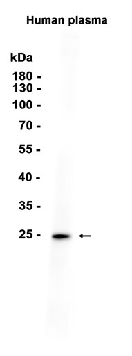 AYD13853