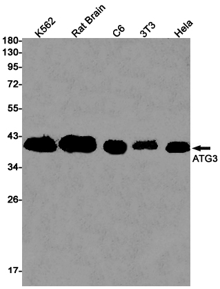 AYD11469
