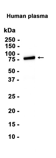 AYD12674