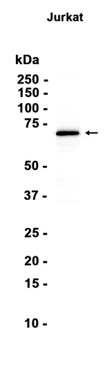 AYD15743