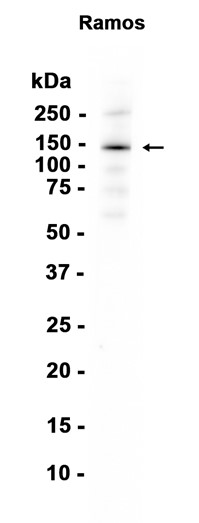 AYD13185