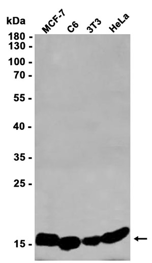 AYD14205