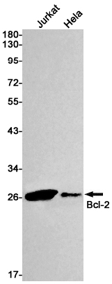 AYD12049