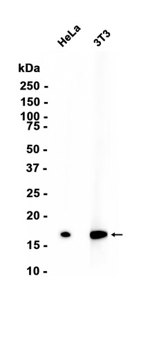 Formyl-Histone H3 (Lys122) (YD11706) Rabbit mAb