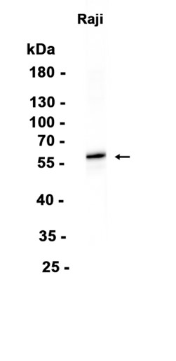 AYD15689