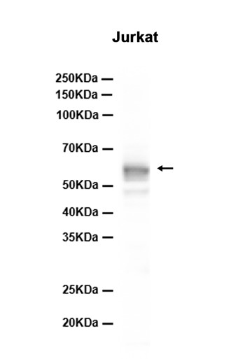 AYD15706