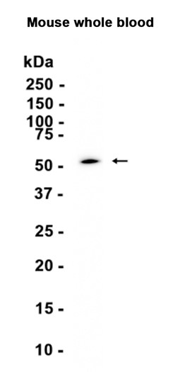 LBP (YD19879) Rabbit mAb