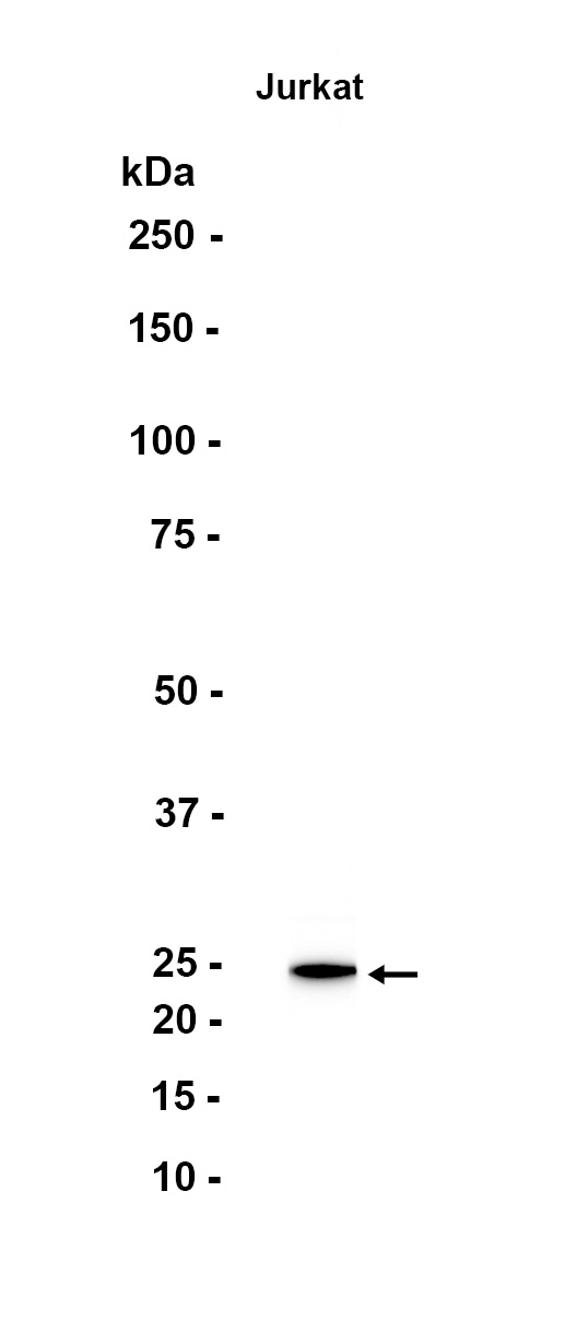 AYD11707