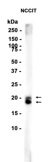 AYD14726