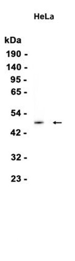 AYD13588
