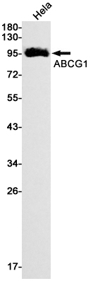 AYD12044