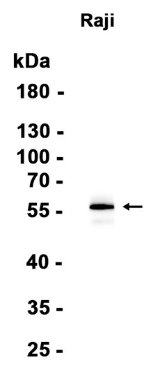 AYD13826