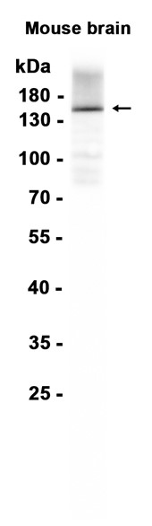 AYD11269