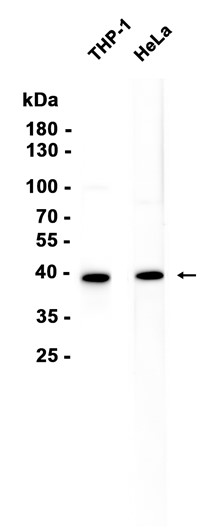CAPG (YD36030) Rabbit mAb