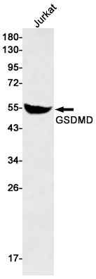 AYD11302