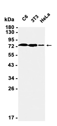 AYD12512
