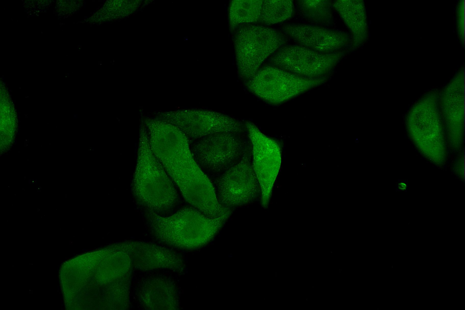 GSK3 beta (Phospho-Ser9) Antibody