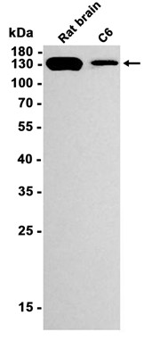 AYD12948