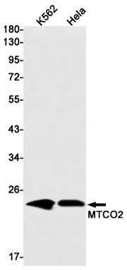 AYD11917