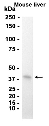AYD12867