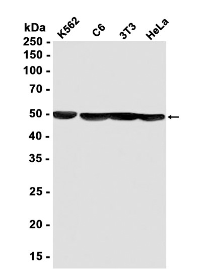 AYD11229