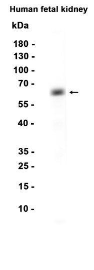 AYD12954