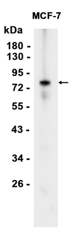 AYD12485