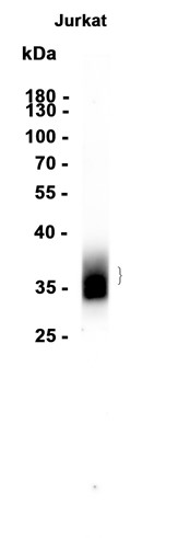 AYD12382