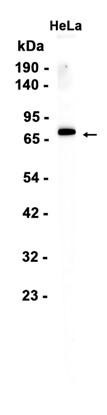 AYD13397