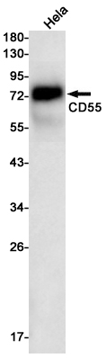 AYD11809