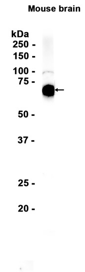 AYD14803