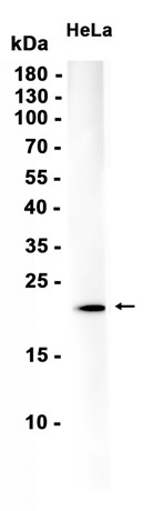 AYD16375