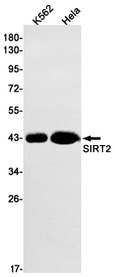 AYD13593