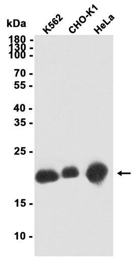 AYD11194