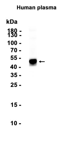 AYD11776