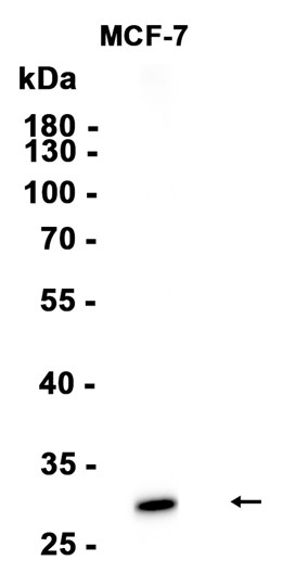 AYD13203