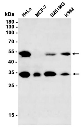 AYD14435