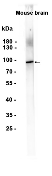 AYD13287