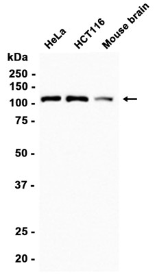 AYD11407