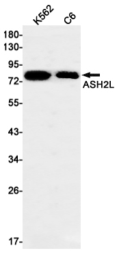 AYD13745