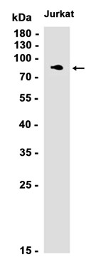 AYD13503