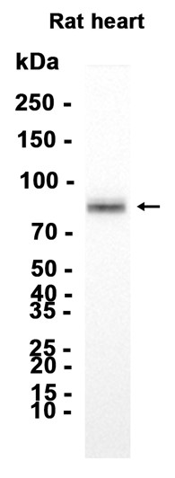 AYD13939