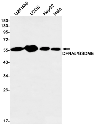 AYD11642